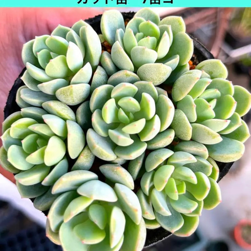 多肉植物 群月花(スプリングジェイド)カット苗 7苗コ 多肉植物 多肉植物 群月花(スプリングジェイド)カット苗 7苗コ 多肉植物
