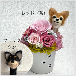 ちょこんと顔出す チワワ（右側）＆ プリザーブドフラワー（くすみ