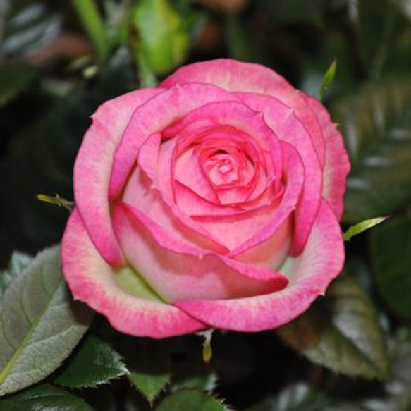 ミニバラ☆カルーセル コルダナ☆4.5号スリット鉢植え☆一本立ち