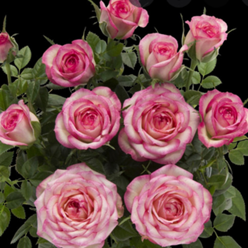 ミニバラ☆カルーセル コルダナ☆4.5号スリット鉢植え☆一本立ち