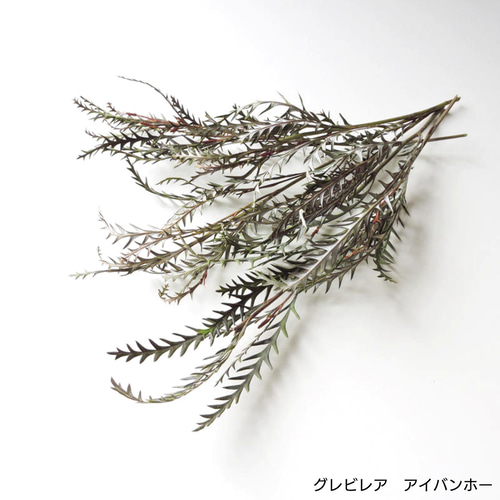 グレビレア アイバンホー ドライフラワー その他素材 Flowerlab