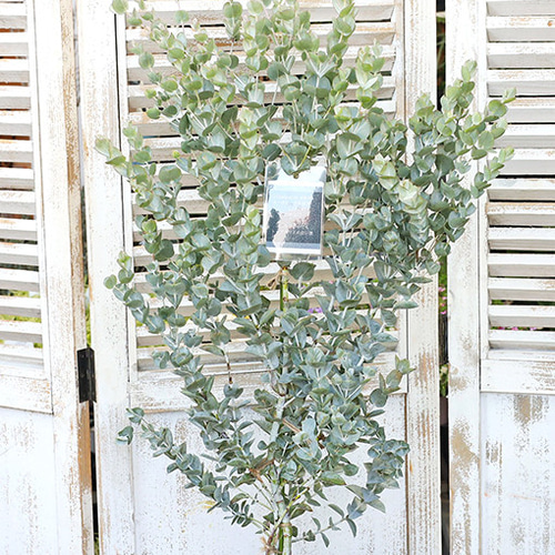 スモークツリーとユーカリ アルビダ苗木2種セット 綺麗な紅葉と