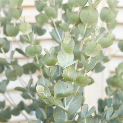 常緑苗木 ユーカリ アルビダ 7号 高さ85cm 希少 シンボルツリー