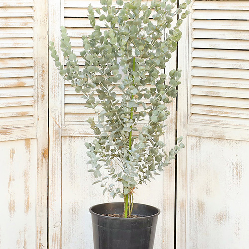 ユーカリさま　3苗 51OaNZz4HlL._UF350,350_QL50_.jpg