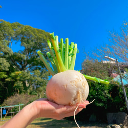 野菜たっぷり【切り干し大根50g 10種類の乾燥野菜MIX50g】無添加 無着色 6枚目の画像