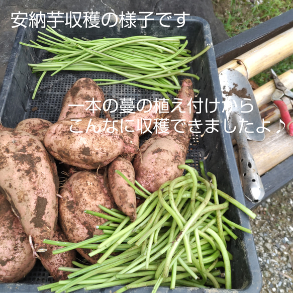 野菜たっぷり【切り干し大根50g 10種類の乾燥野菜MIX50g】無添加 無着色 13枚目の画像