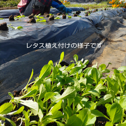 野菜たっぷり【切り干し大根50g 10種類の乾燥野菜MIX50g】無添加 無着色 12枚目の画像