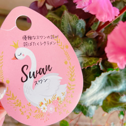 SALE！おしゃれ♡スワン【かわいいシクラメン寄せ植え】赤色系ブリキ鉢♪素敵なガーデニング♪ 4枚目の画像