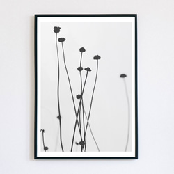 【アートポスター】植物　花　北欧　ボタニカル　ポスター　シンプル　モノトーン　モノクロ　白　ホワイト　黒　インテリア 1枚目の画像