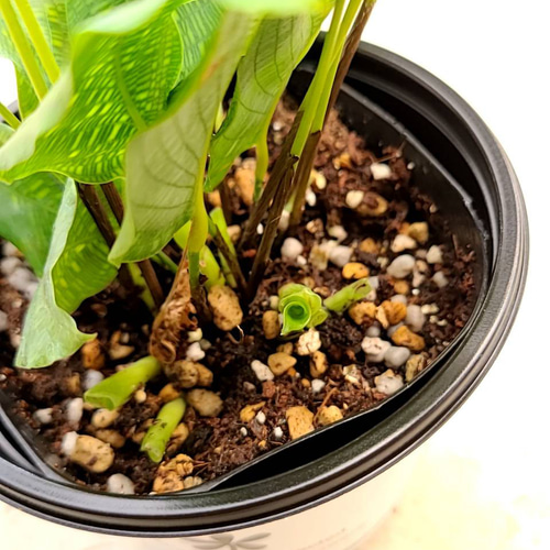 送料無料 珍しい‼️カラテア ムサイカ 観葉植物 その他素材 グリーン