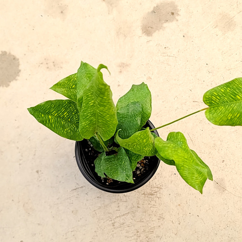 送料無料 珍しい‼️カラテア ムサイカ 観葉植物 その他素材 グリーン