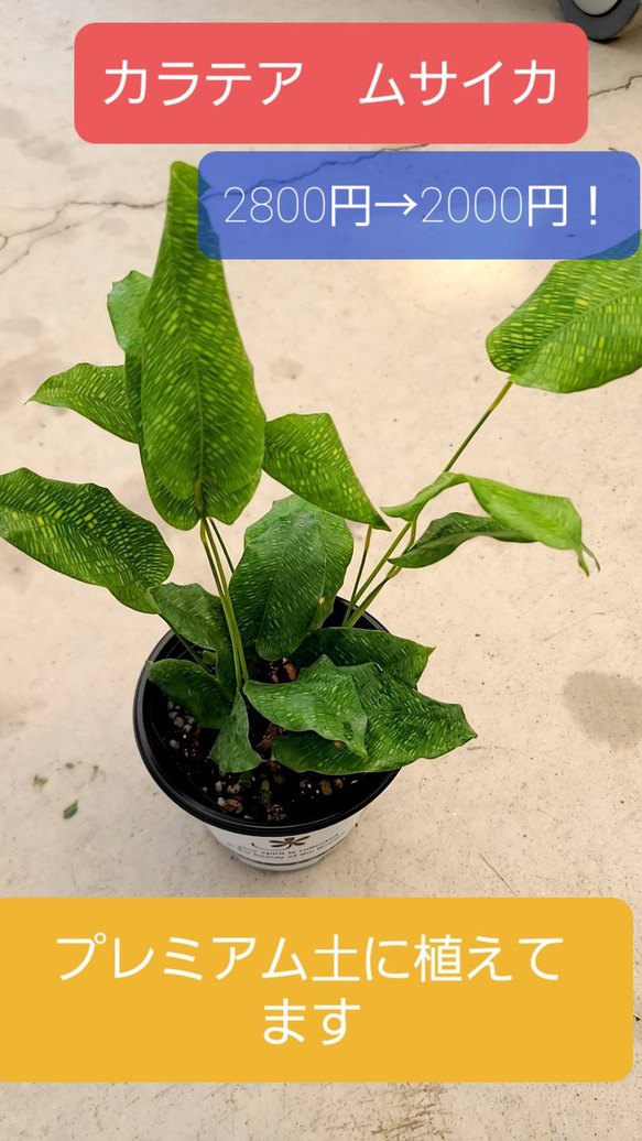 送料無料 珍しい‼️カラテア ムサイカ 観葉植物 その他素材 グリーン
