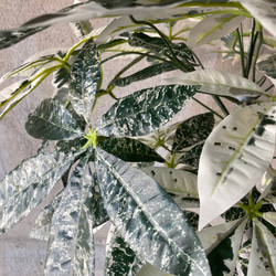 光触媒人工観葉植物ウォールグリーンフェイクフラワーハンドメイド　パキラミルキーウェイ 8枚目の画像