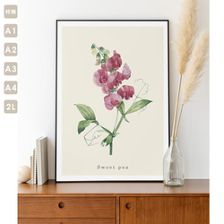 ポスター ボタニカル スイートピー 花 観葉植物 おしゃれ オリジナルデザイン アートポスター A1 A2 A 2枚目の画像