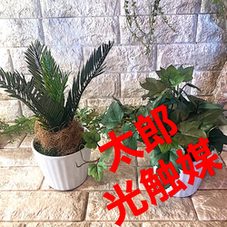 光触媒　人工観葉植物　ウォールグリーン　フェイクグリーン　フラワー　ハンドメイド　ヤシとアイビー 1枚目の画像