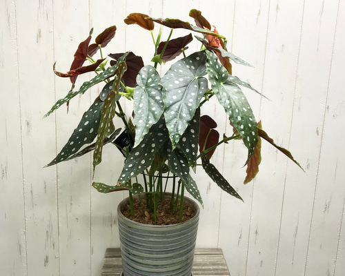 ベゴニア・マクラータ（Begonia maculata）斑入り株の出品です