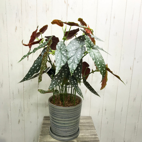 レア種 大株 ベゴニア マクラータ / Begonia maculata セラミック鉢