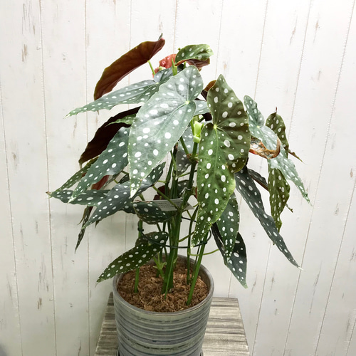 レア種 大株 ベゴニア マクラータ / Begonia maculata セラミック鉢