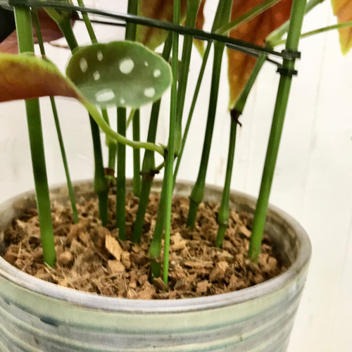 レア種 大株 ベゴニア マクラータ / Begonia maculata