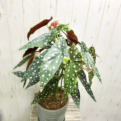 レア種 大株 ベゴニア マクラータ / Begonia maculata セラミック鉢