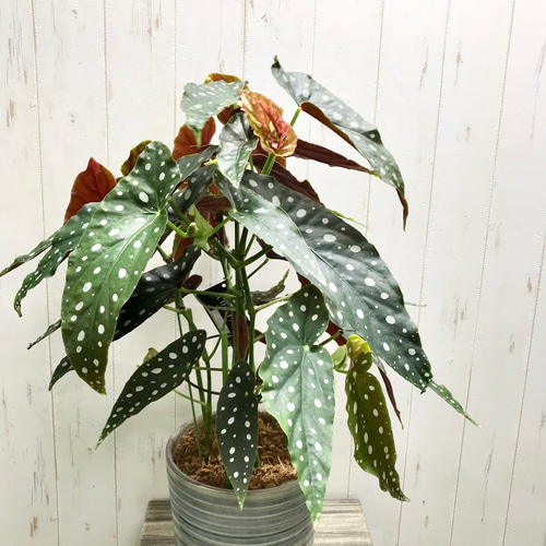 レア種 大株 ベゴニア マクラータ / Begonia maculata セラミック鉢