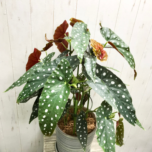 レア種 大株 ベゴニア マクラータ / Begonia maculata セラミック鉢