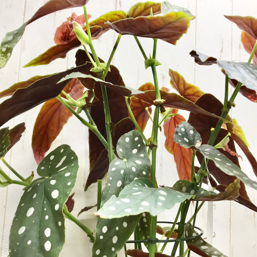 ベゴニア・マクラータ（Begonia maculata）斑入り株の出品です。 Now Last 株 レア Begonia Maculata Variegated（ベゴニア