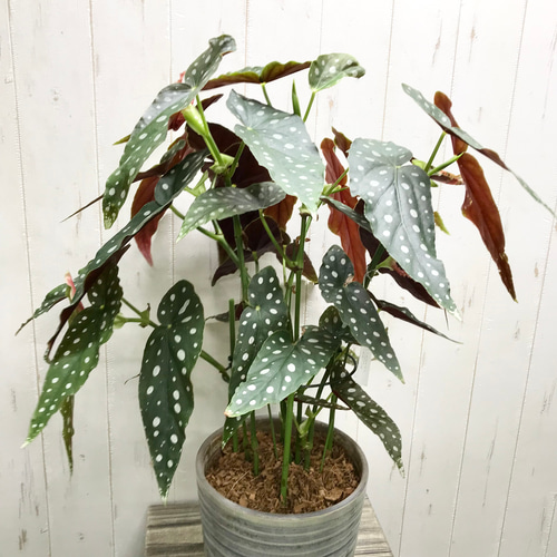 レア種 大株 ベゴニア マクラータ / Begonia maculata セラミック鉢