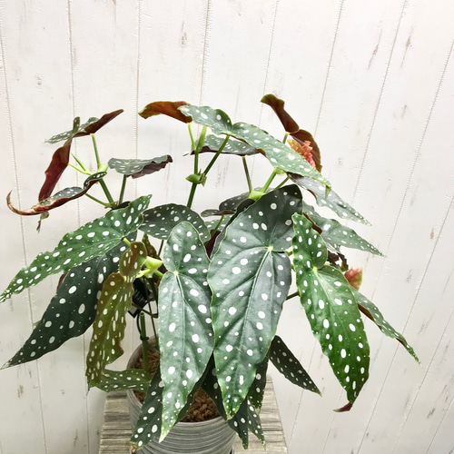 ベゴニア・マクラータ（Begonia maculata）斑入り株の出品です。 Begonia maculata variegata 'Pink'｜ベゴニア マクラータ ピンク
