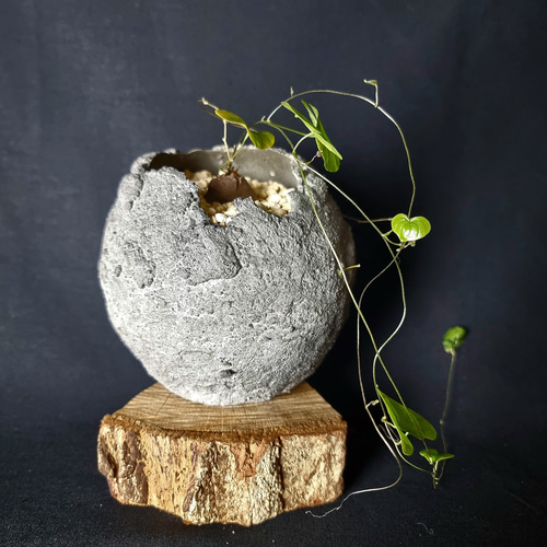 植物 : ディスコレア エレファンティペス 亀甲竜 膠灰Kimama 鉢 植物 : ディスコレア エレファンティペス 亀甲竜 膠灰Kimama 鉢