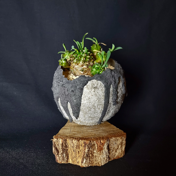植物 : ユーフォルビア 峨眉山 膠灰Kimama 鉢 商品No.00022 多肉植物