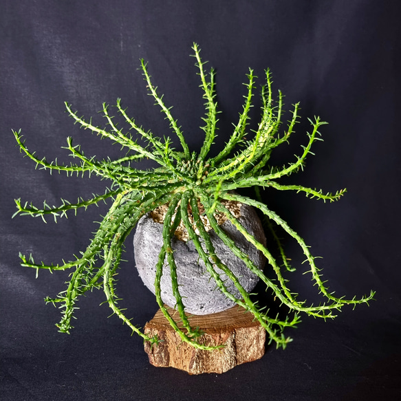 植物 : ユーフォルビア フラナガニー 孔雀丸 膠灰Kimama 鉢 商品