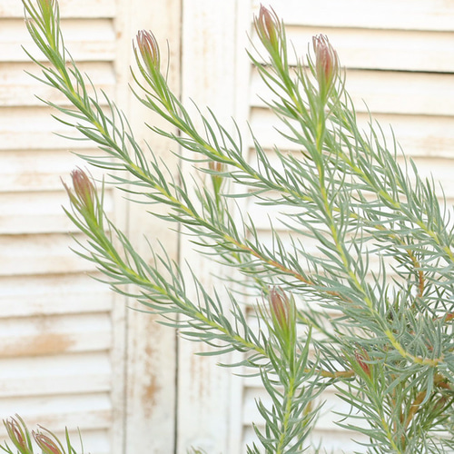 常緑苗木 リューカデンドロン ラグジューム 7号(21cm) 高さ85cm アート