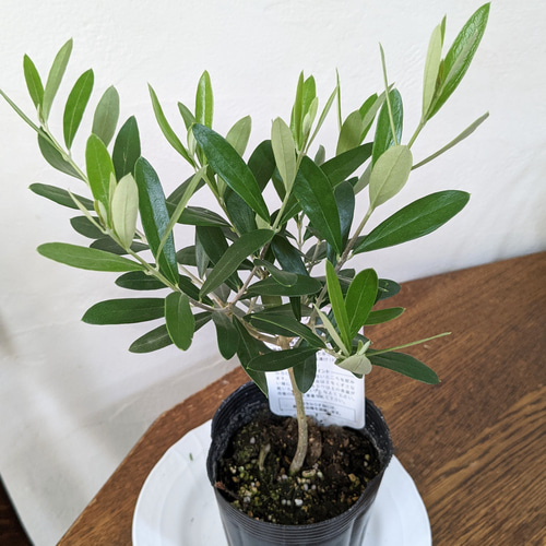 オリーブ レッチーノ オリーブ苗 オリーブの木 その他インテリア