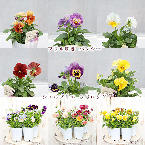 値下げSALE 花苗 パンジー シエルブリエ 3号ロングポット 春までよく