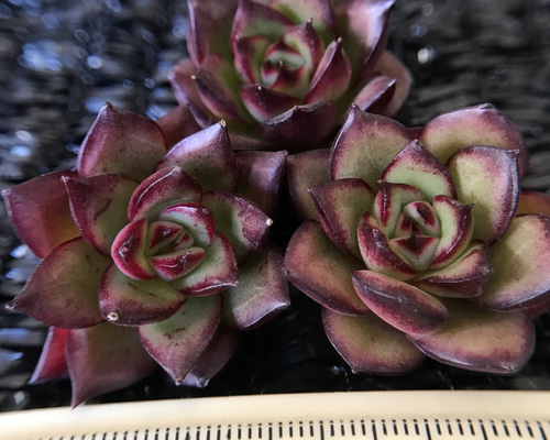 多肉植物 エケベリア 毒リンゴxポルデンシス 抜き苗 1苗999円 多肉植物