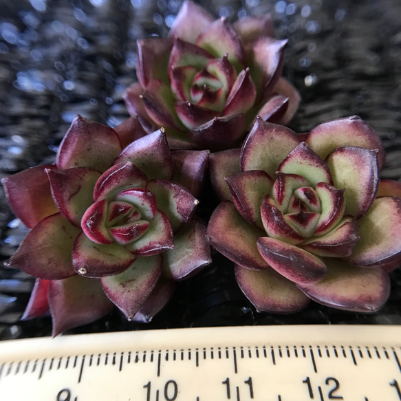 多肉植物 エケベリア 毒リンゴxポルデンシス 抜き苗 1苗999円 多肉植物