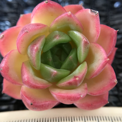 新入荷 レア新品種 エケベリア 翡翠x牡丹 抜き苗 4.5cm 多肉植物 愛