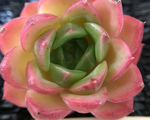 21#多肉植物アエオニウム錦❤️ 翡翠琉璃 ❤️28-30頭28cm 拔き苗 21#多肉植物アエオニウム錦❤️ 翡翠琉璃 ❤️28-30頭28cm 拔き苗