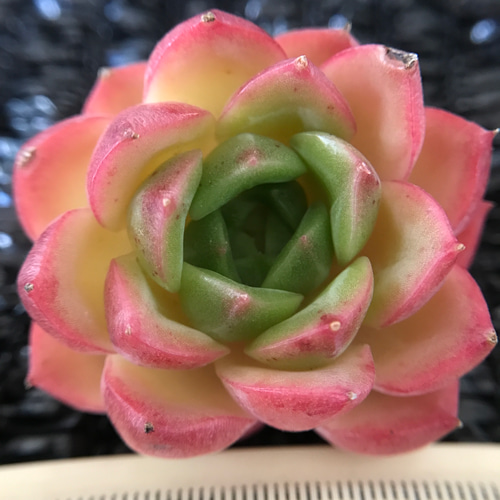 新入荷 レア新品種 エケベリア 翡翠x牡丹 抜き苗 4.5cm 多肉植物 愛