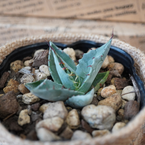 ブルーグレーの小型種！アガベ・パラサナ◇グリーン インテリア ギフト