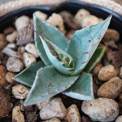 6fbff471a369b7e1466d9e19784ce1