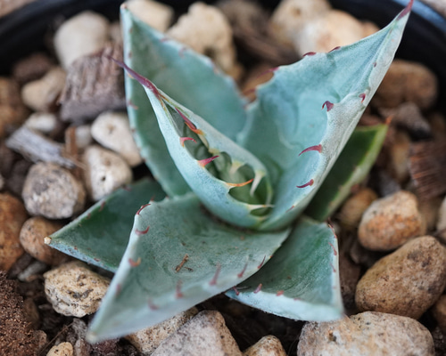 6fbff471a369b7e1466d9e19784ce1