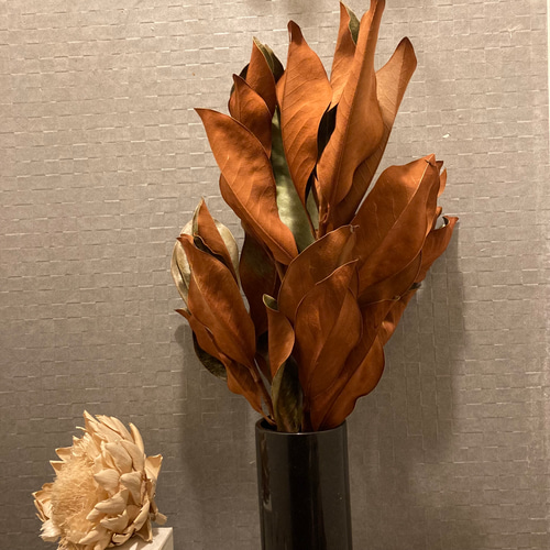 綺麗なベルベッド調～ マグノリア バンチショート 泰山木 枝物 葉物