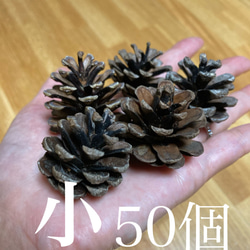 送料無料】カラマツ ミニまつぼっくり50個☆リースやオーナメントに