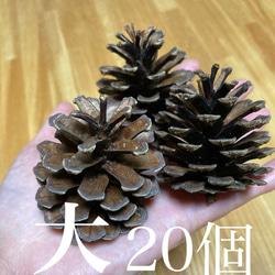 ジャンボ松ぼっくり 7個 その他素材 Karani 通販 15143002｜Creema