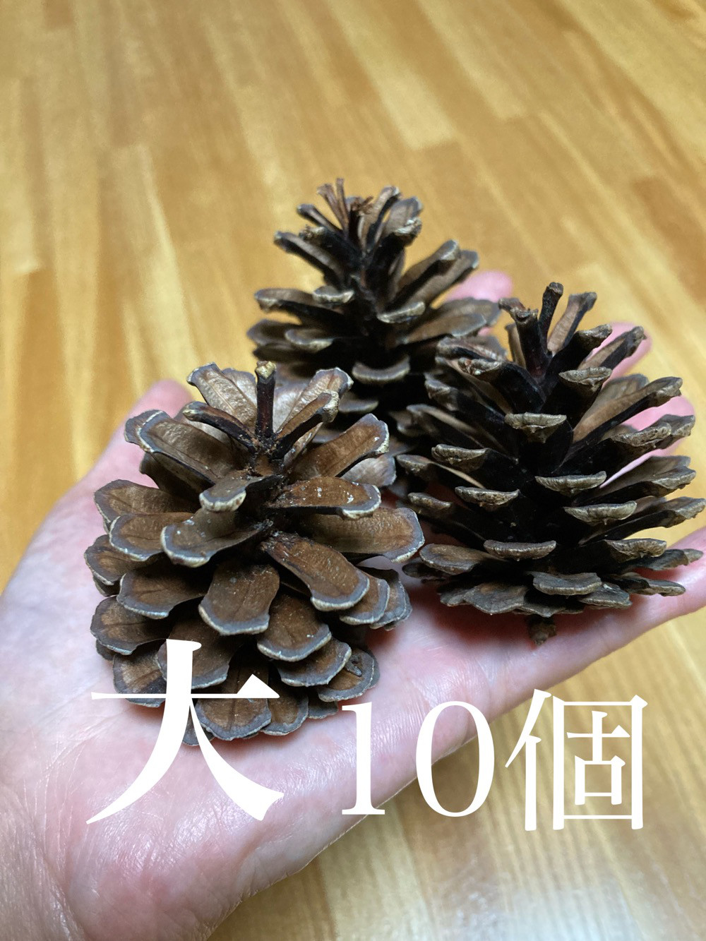 送料無料】北海道産まつぼっくり 大10個☆お正月飾りやリース