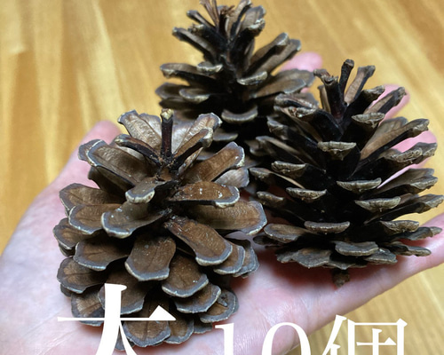 【リス オウムのおやつ】 北海道産 松の実が詰まった松ぼっくり 21個 D a4979c384d654c0df3baabfd6c8024