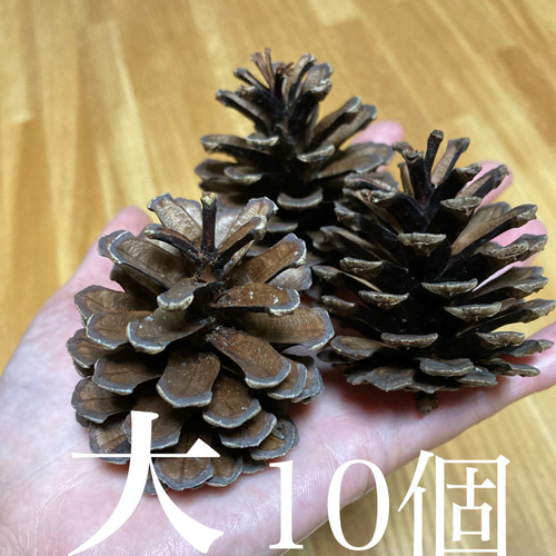 リス オウムのおやつ】 北海道産 松の実が詰まった松ぼっくり