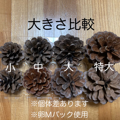 送料無料】北海道産まつぼっくり 大10個☆お正月飾りやリース作りに